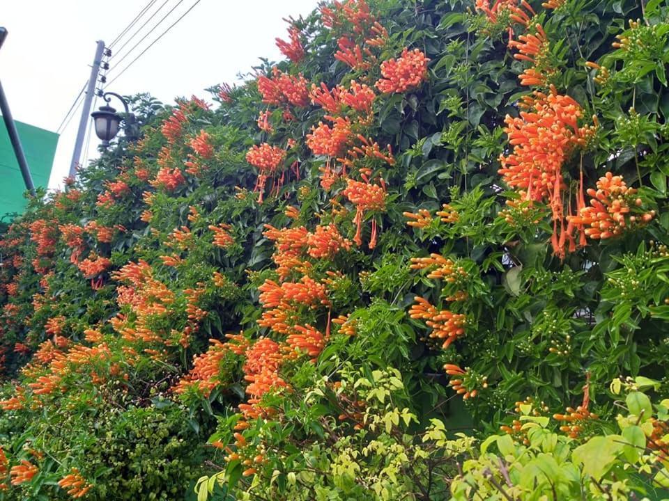 Baan Bua Homestay Chiang Rai Esterno foto